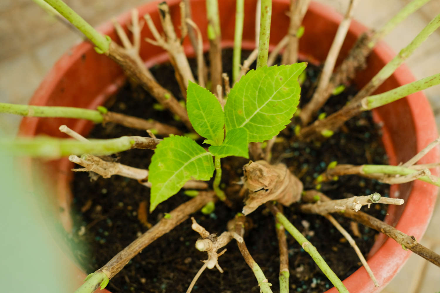 绣球老桩对, 绣球, 太受欢迎 绣球老桩对, 绣球, 太受欢迎