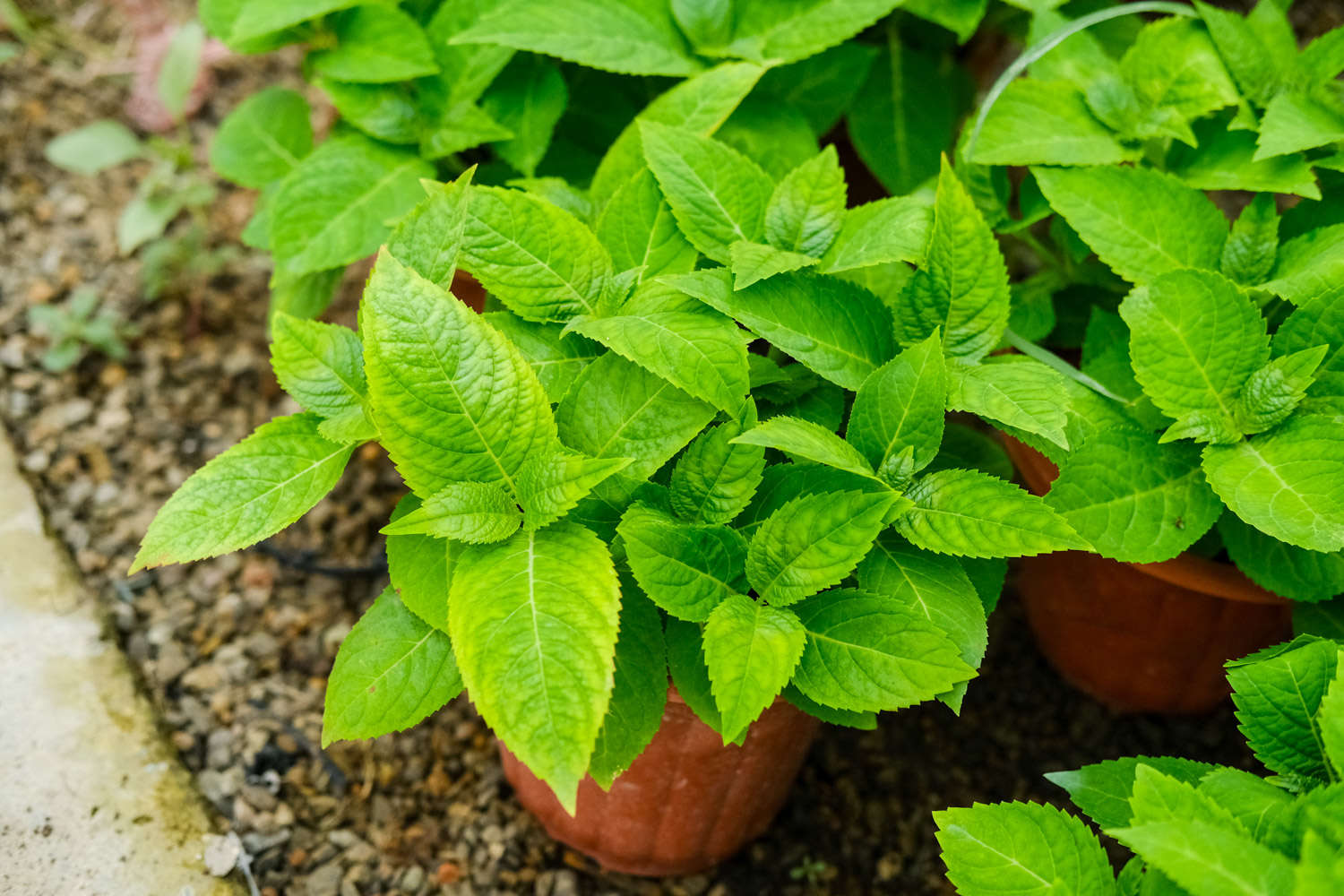 水情况, 土壤 水情况, 土壤