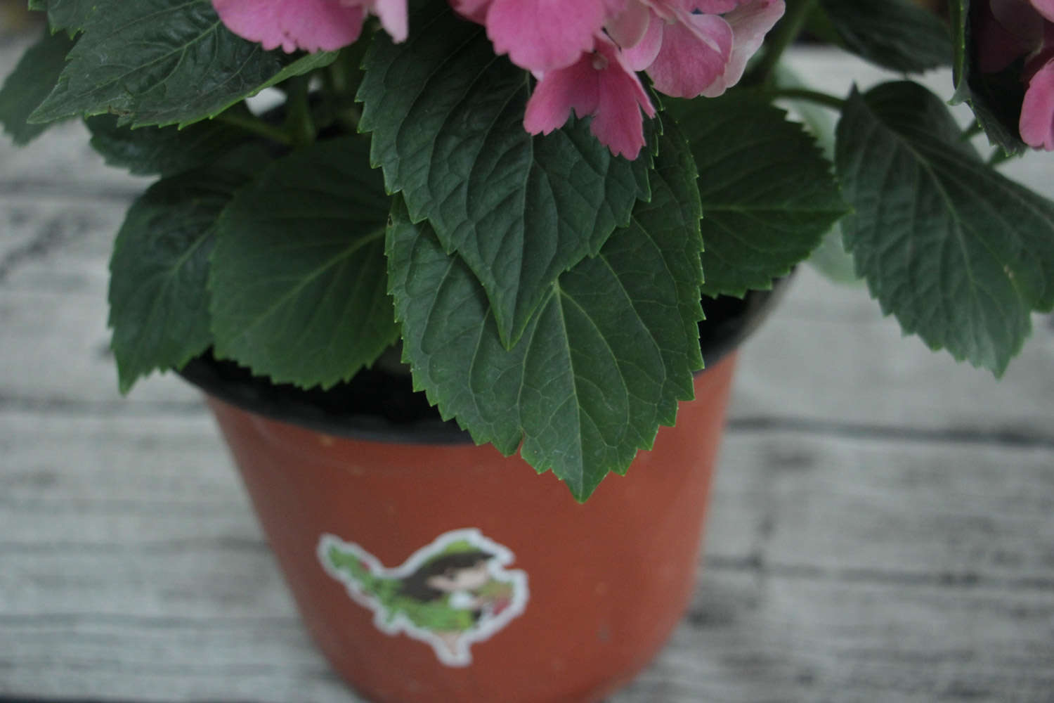 养分, 通常都是光 养分, 通常都是光